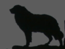 Hund02