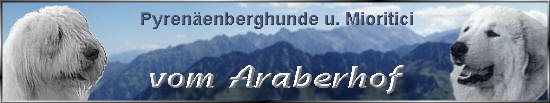 Pyrenenberghund u. Mioritic 550