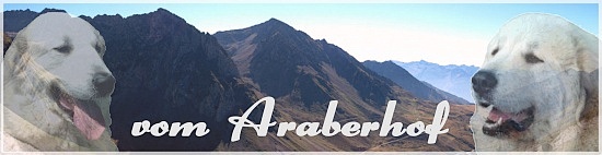 Pyrenenberghunde vom Araberhof 550
