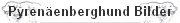 Pyrenenberghund Bilder