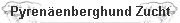 Pyrenenberghund Zucht