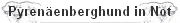 Pyrenenberghund in Not