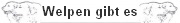 Welpen gibt es
